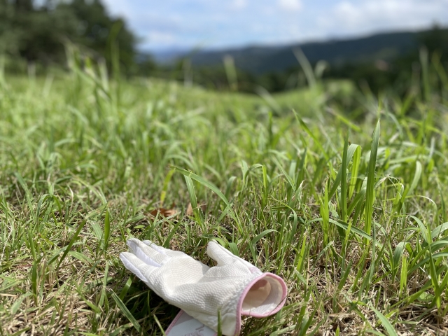 ゴルフグローブが芝の上に置いてある。